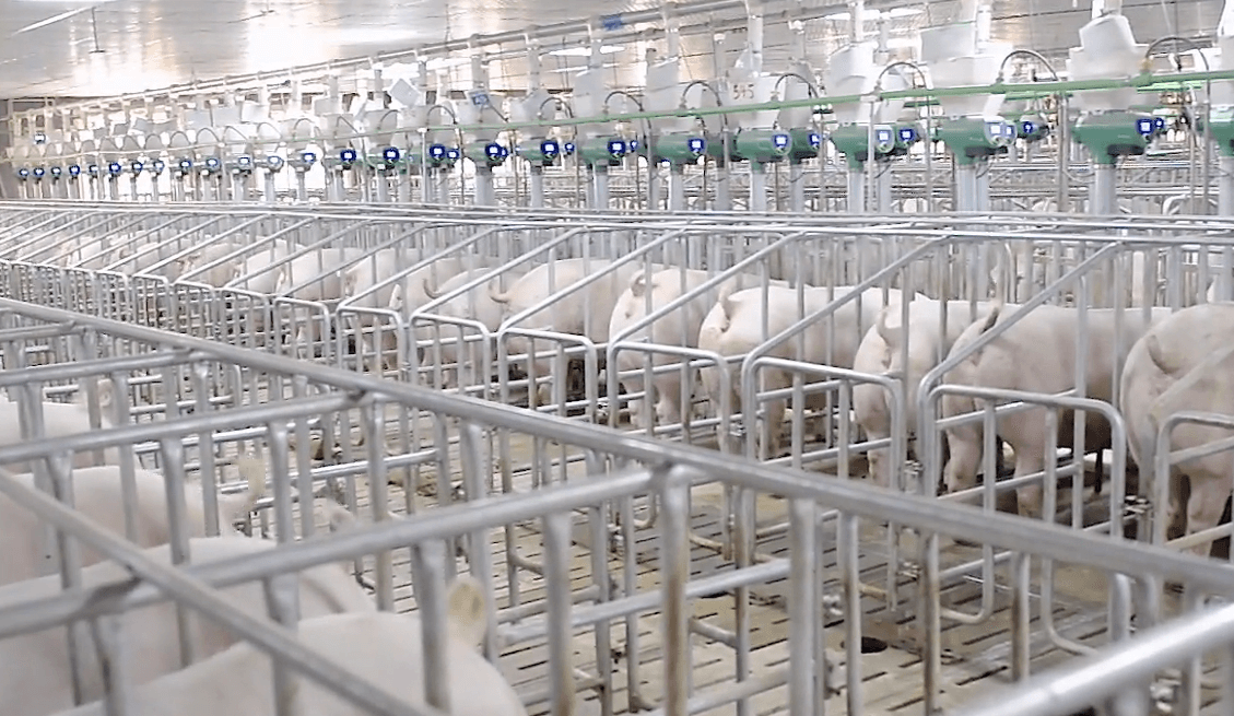 物聯(lián)網(wǎng)畜禽養(yǎng)殖工程案例 物聯(lián)網(wǎng)畜禽養(yǎng)殖工程案例